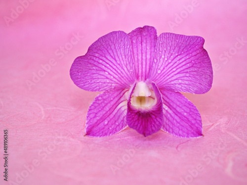 Purple orchid flower isolated on pink background Dendrobium Orchid for wallpaper or lettering ,lovely card  photo