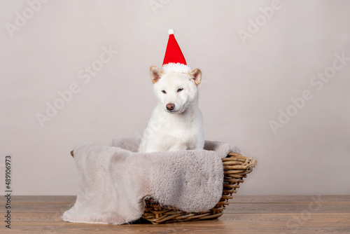 white new year christmas shiba inu shikoku hokkaido dog photo