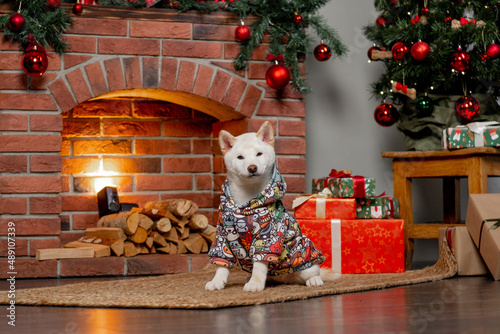 white new year christmas shiba inu shikoku hokkaido dog photo