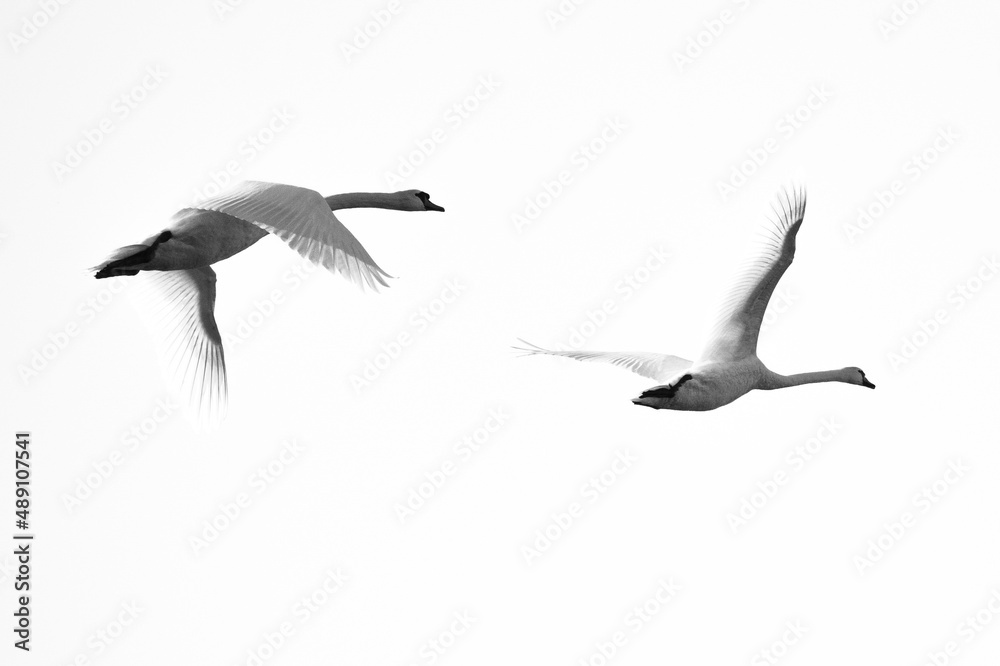 Obraz premium flying swans