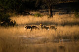 group of wild dogs