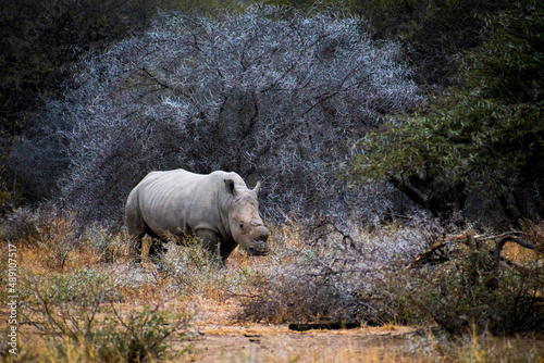 white rhino in the wild