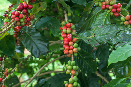 Coffee beans ripening on tree.