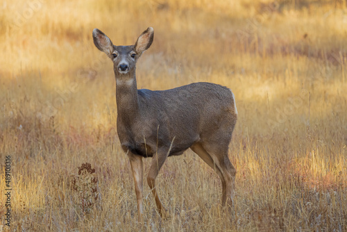 mule deer doe in the grass in the morning