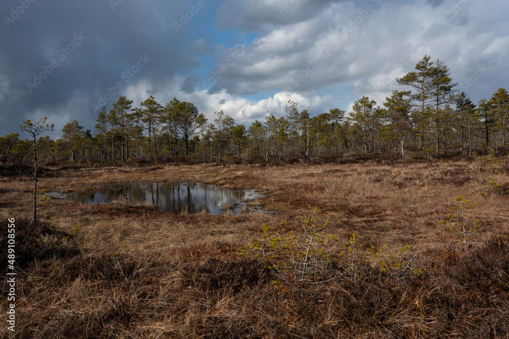 Mossy swamp in a pine forest after the spring snow-melt. Sunny day, blue sky with gray and white clouds.