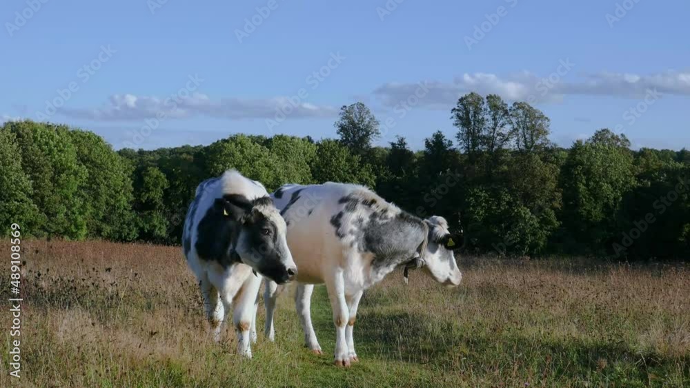 Two cows grazing together in a meadow and putting their heads together affectionately Two cows grazing together in a meadow and putting their heads together affectionately