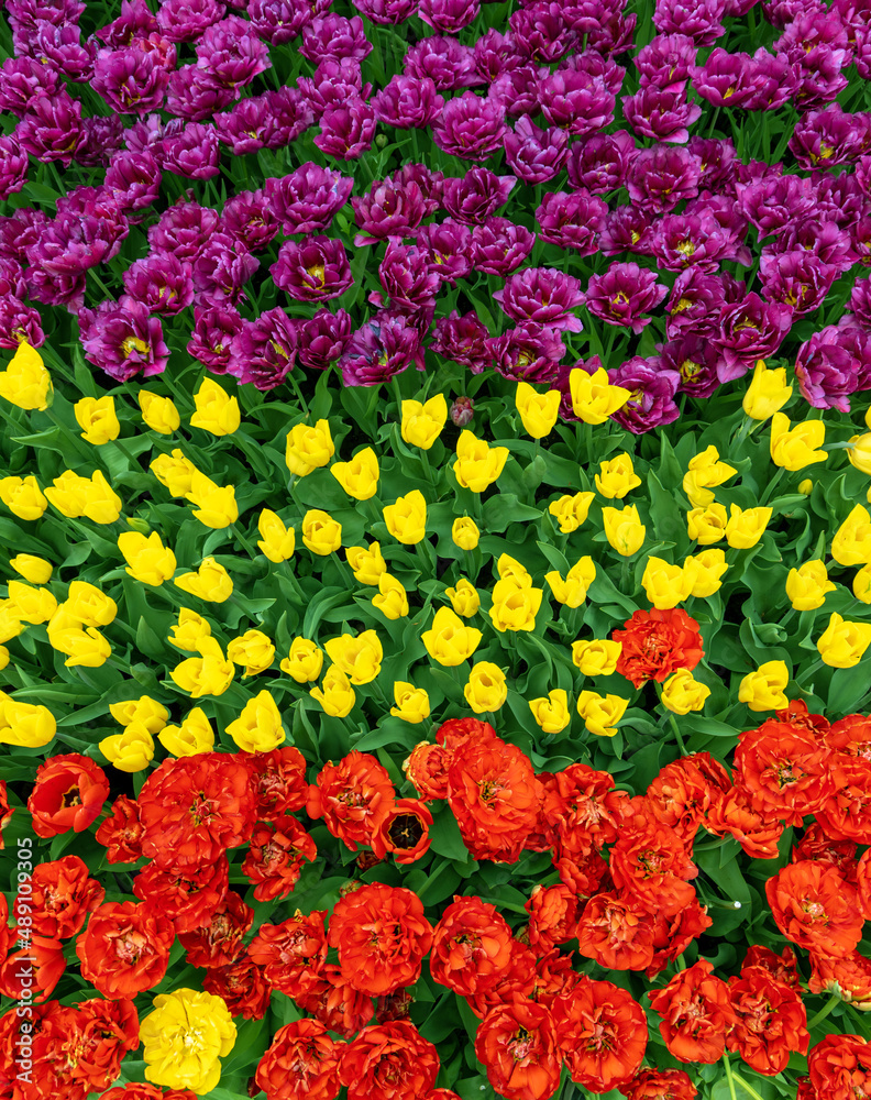 Vertical photo, top view of three parts of a tulip field. One part with yellow flowers, another part with purple, the third with red.