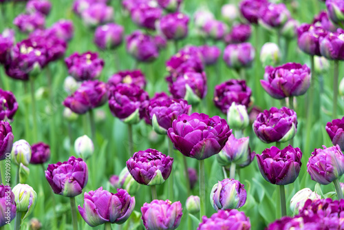 Lots of beautiful purple tulips on a sunny day. Field of spring flowers. Blurred background for inserting congratulatory text.