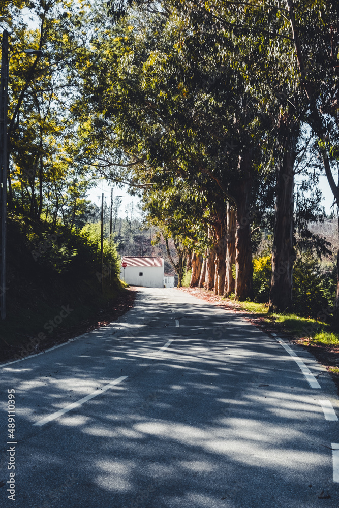 Street with many trees in Portugal