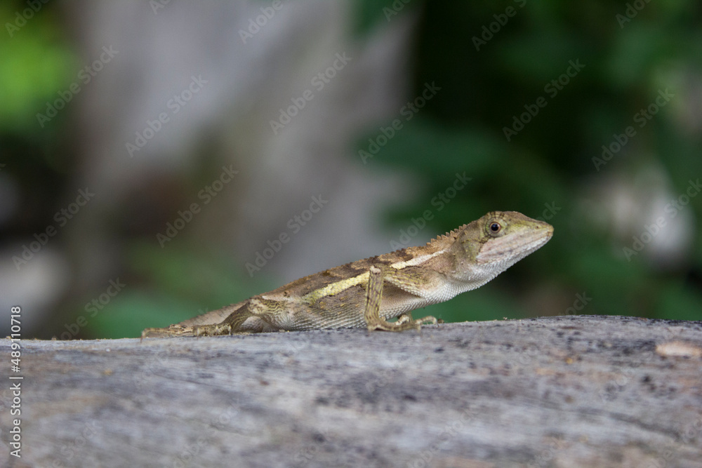 Gecko Gecko