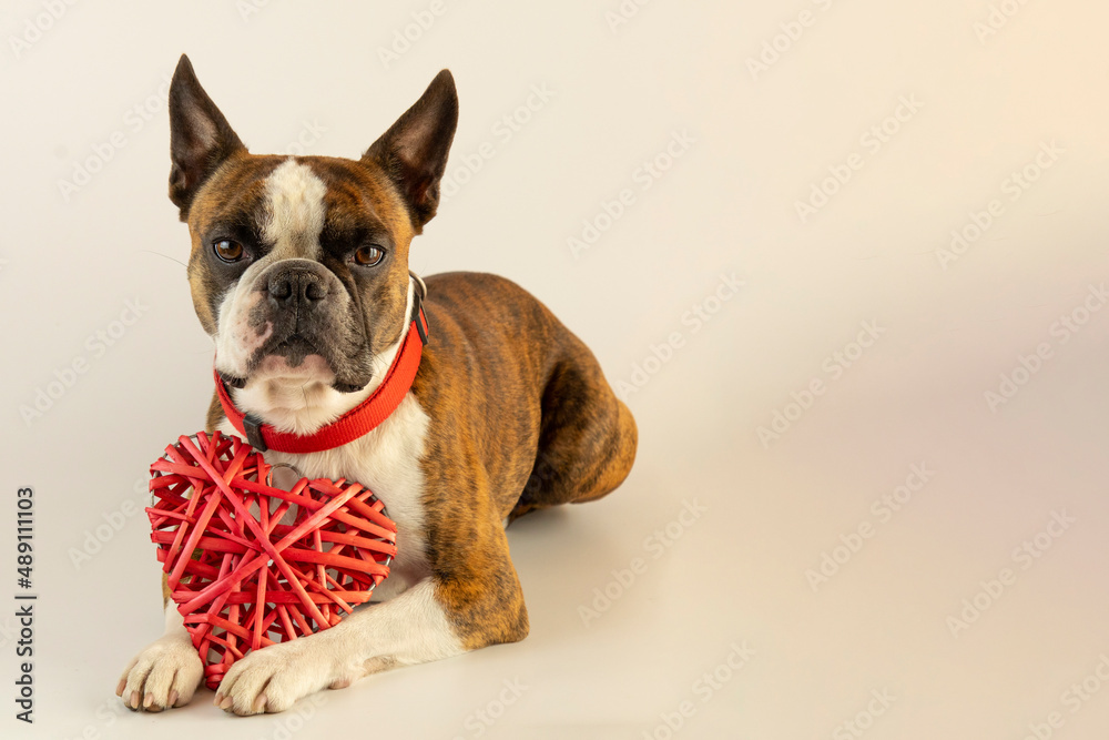 funny Boston terrier with red heart in paws for Valentine's Day