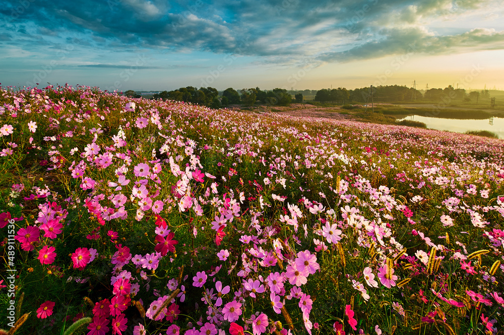 The perennial coreopsis flower fields sunrise scenic.