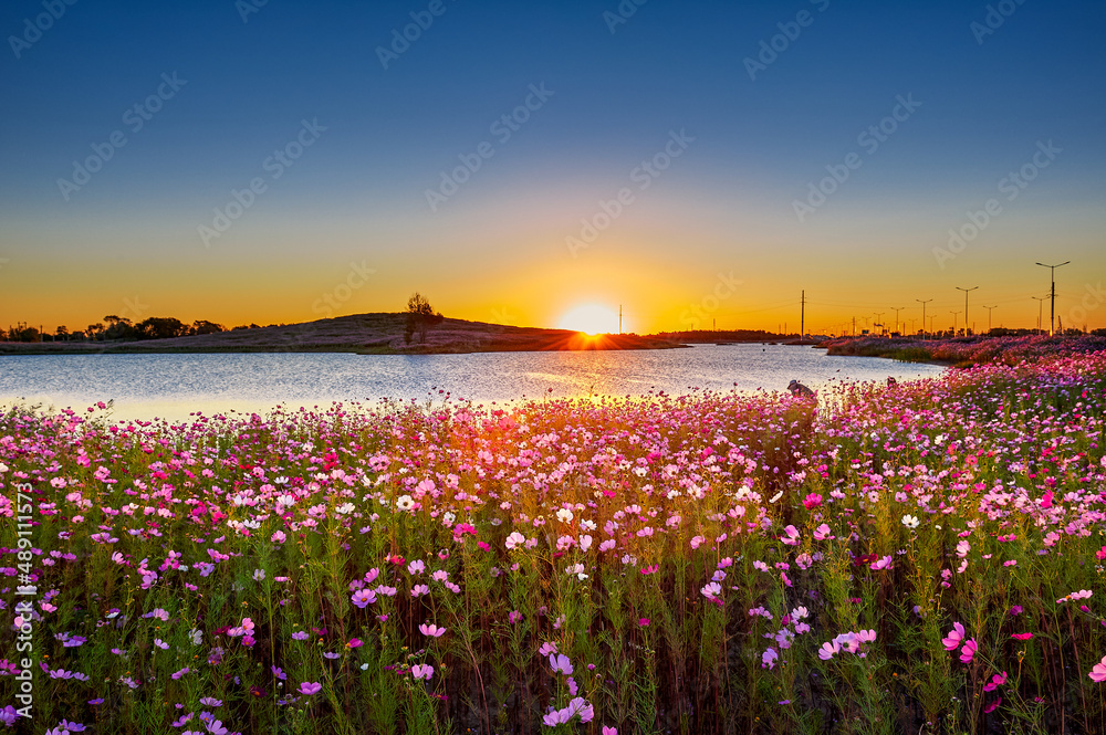 The perennial coreopsis flower fields sunrise scenic.