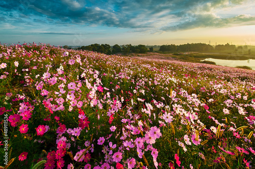 Fototapeta Naklejka Na Ścianę i Meble -  The perennial coreopsis flower fields sunrise scenic.