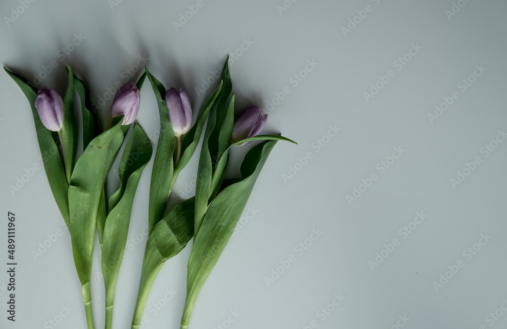 Fototapeta premium tulipany