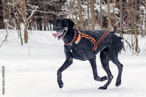 A hunting German pointer dog with a black color Kurzhaar runs uphill on a snow crust.