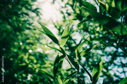 green leaves background