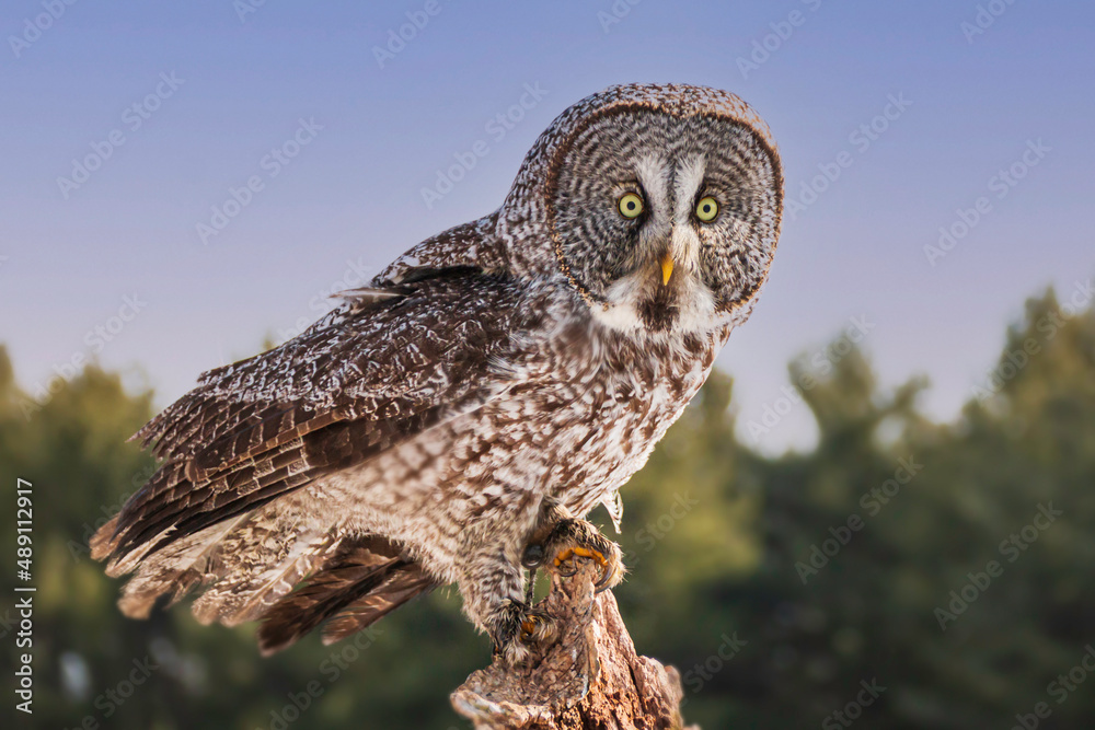 Fototapeta premium Great grey owl, Strix nebulosa perched on a post