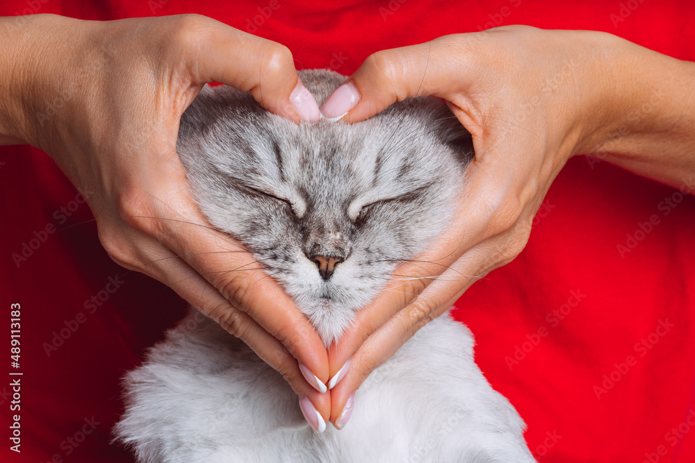 Cat human best sale love