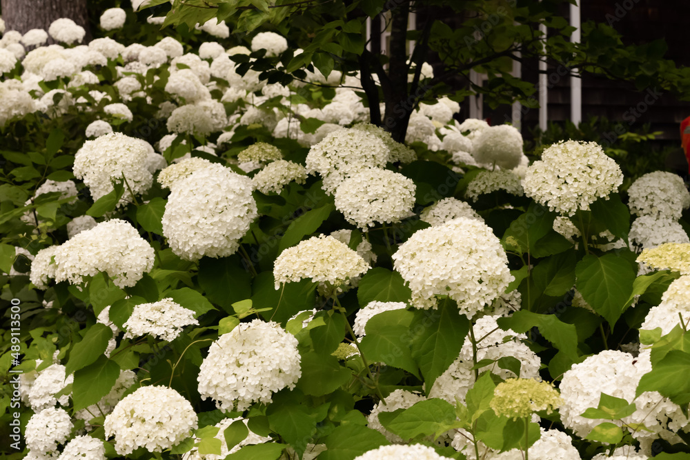 white flowers in a garden white flowers in a garden