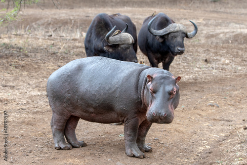 Angry Common Hippo  hippopotamus amphibius  facing off before fighting two cape buffalo bulls in Africa