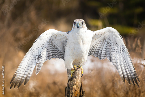  Arctic Gyrfalcon spreading wings while perching on a pole. photo