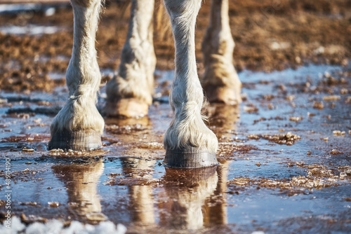 Close-up of the legs and hooves of a gray horse standing in a spring puddle. Melting snow. Spring is coming
