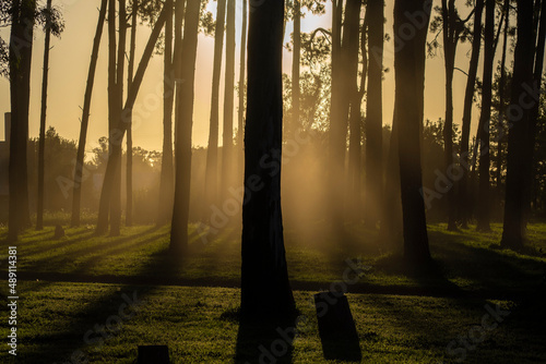 Moddy scene of backlit trees on a foggy morning photo