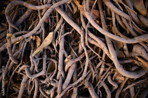 Closeup of the roots of a ficus americana tree