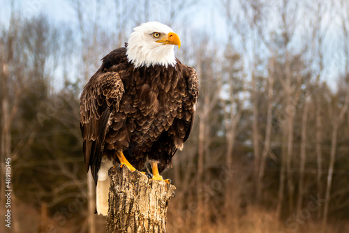 Bald Eagle perching on a wooden pole