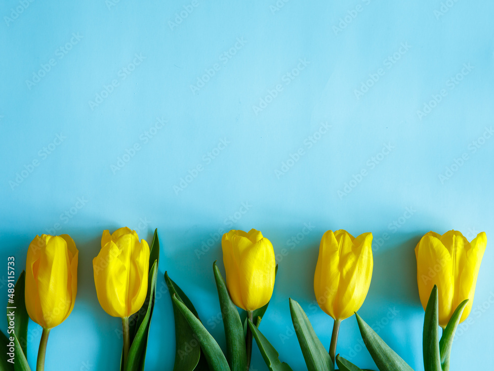 Yellow tulips spring border on bright blue background, selective focus. Mothers Day, 8 march Womens day, Valentines Day, Birthday, Easter celebration concept. Flat lay, top view, copy space for text
