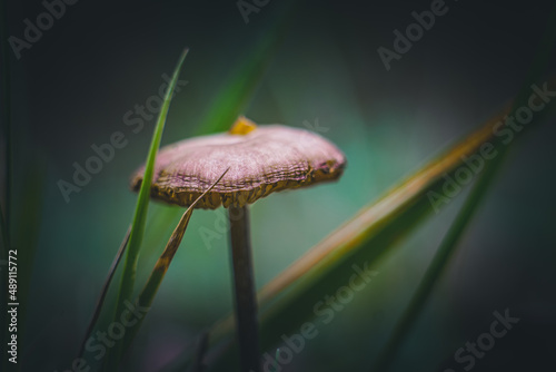 Soft macro of mushroom kingdom, moody relaxing nature background