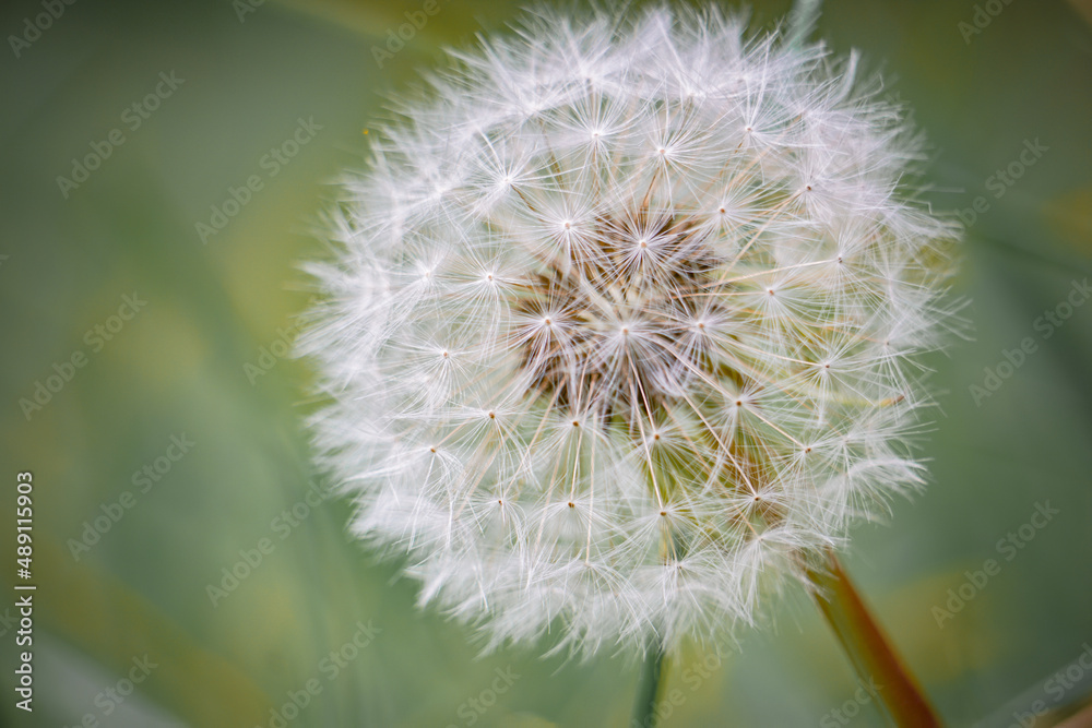 Fototapeta premium Macro close up of dandelion flower gone to seed, perfect for kid wishes, nature background