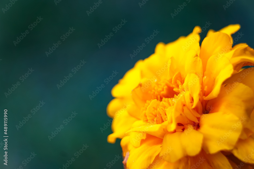 Macro up close marigold background nature high quality photo, orange yellow green Macro up close marigold background nature high quality photo, orange yellow green