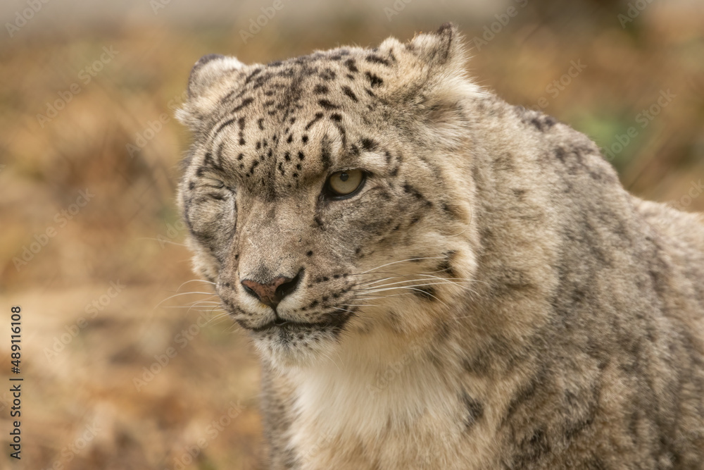 Portrait of a one-eyed snow leopard (Panthera uncia). Beautiful battle-scarred big cat closeup shot. Portrait of a one-eyed snow leopard (Panthera uncia). Beautiful battle-scarred big cat closeup shot.