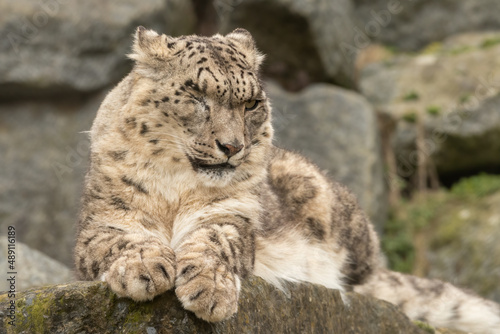 Portrait of a one-eyed snow leopard  Panthera uncia   sitting on a rock in its enclosure. Stunning big cat.