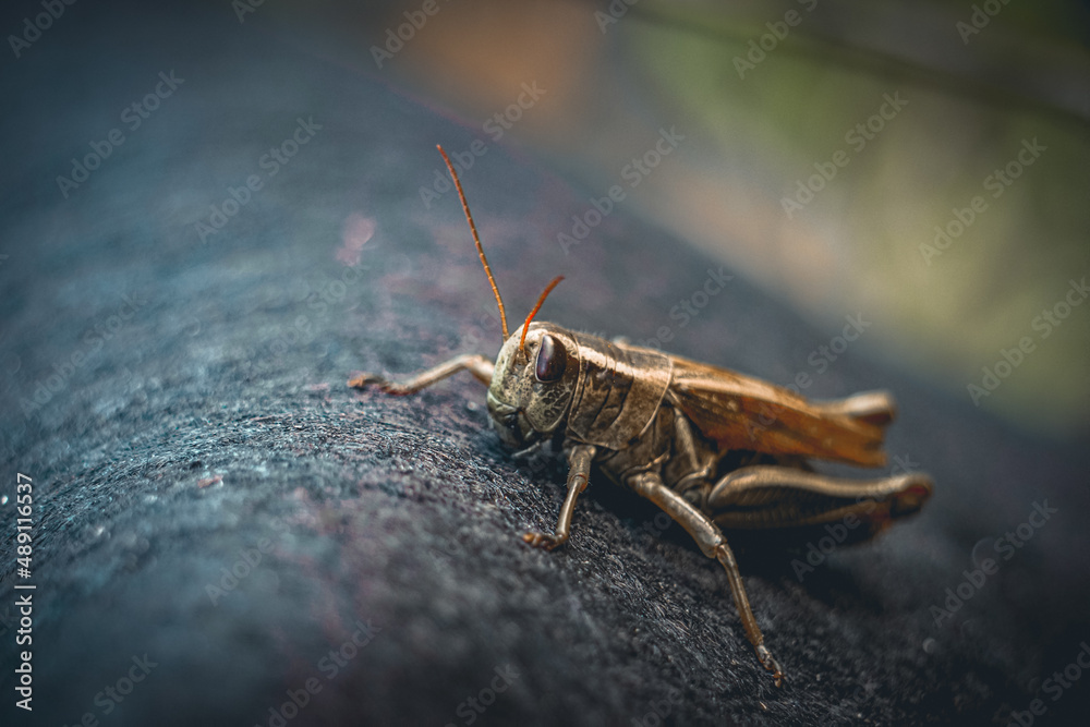Soft macro close up of grasshopper with delicate lighting, beautiful nature background Soft macro close up of grasshopper with delicate lighting, beautiful nature background