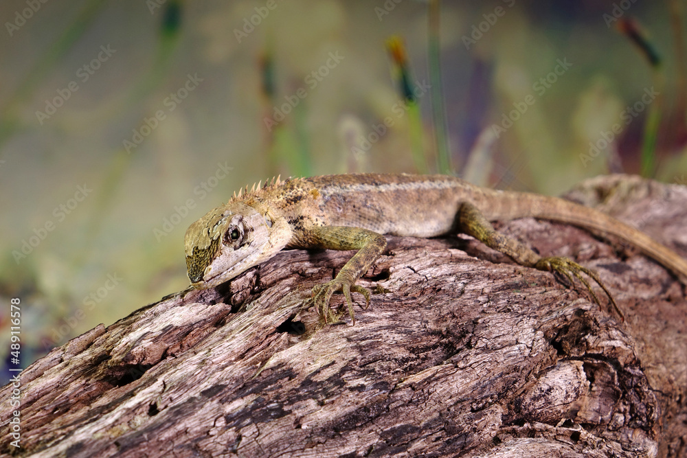 Common garden lizard molting on the tree in summer season. Selective focus with copy space Common garden lizard molting on the tree in summer season. Selective focus with copy space