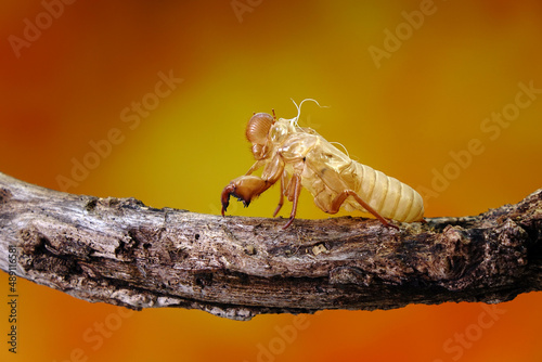 Cicada molting in tropical forest during summer season. Selective focus with copy space photo