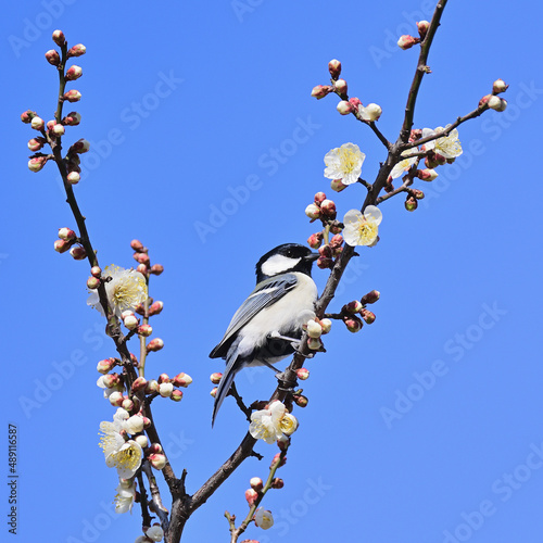 A Shijukara perching on white plum branches and eating nectar photo
