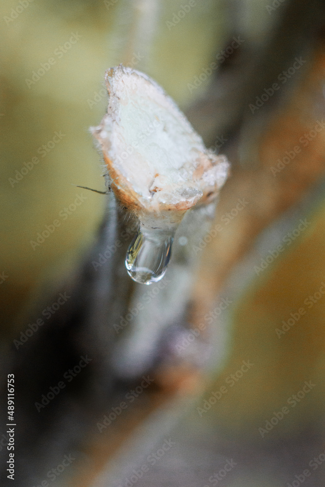 Macro close up of a drop of water dripping from a twig or branch, nature background