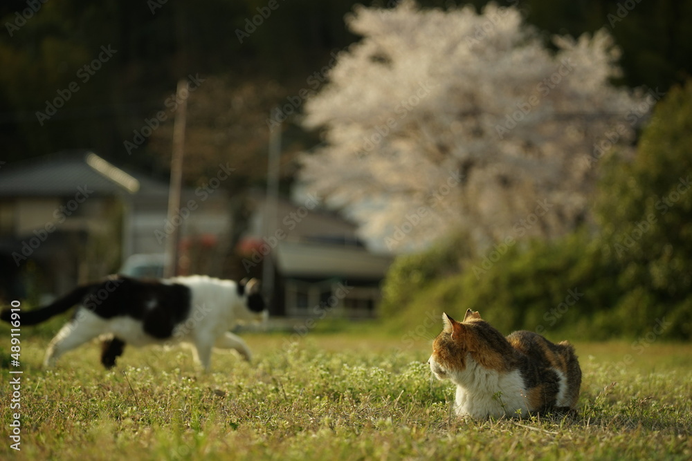 春の長命寺港でお花見をする地域猫
