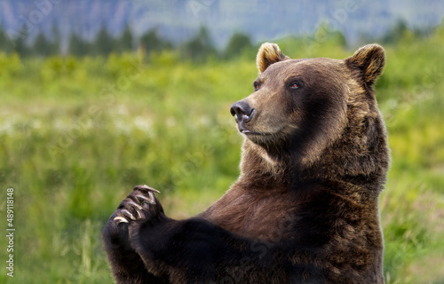 Brown Bear, Anchorage Alaska