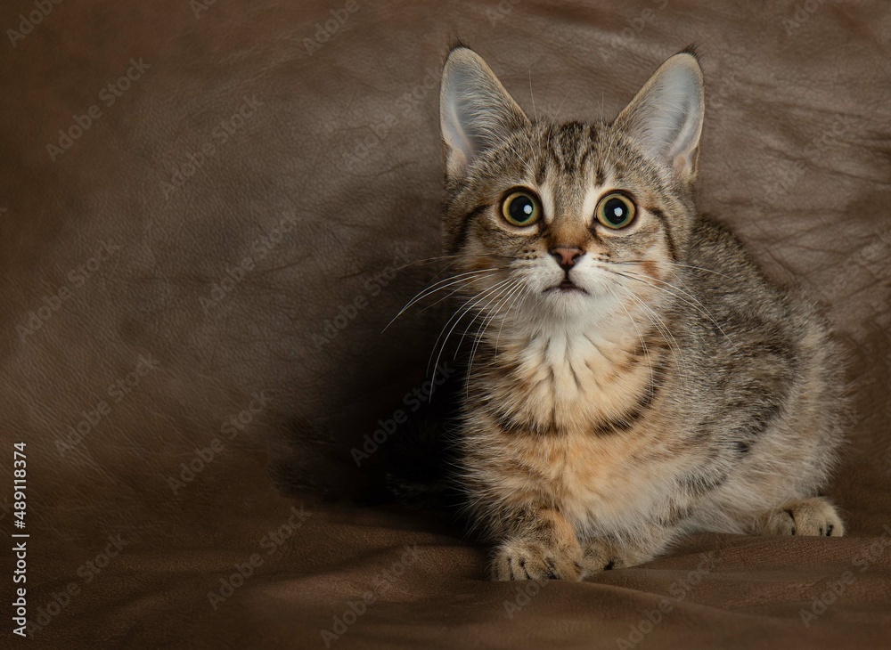 brown tabby kitten cat lying down with a brown background