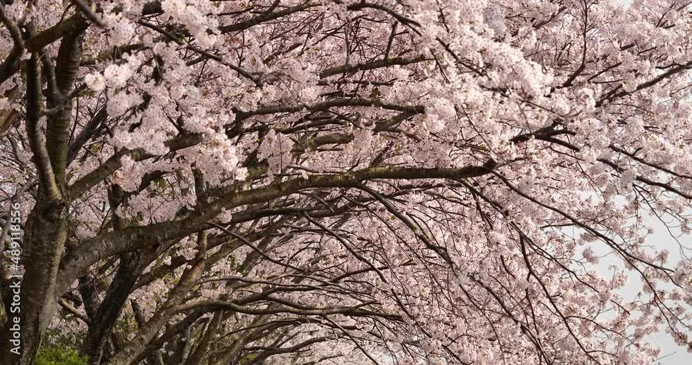 Panning video of cherry blossoms in full bloom. Panning video of cherry blossoms in full bloom.