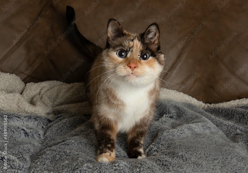 cute white cat kitten with blue eyes standing portrait cute white cat kitten with blue eyes standing portrait