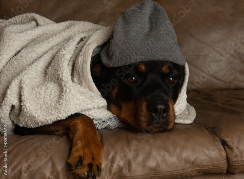 cute rottweiler dressed up wearing hat being warm