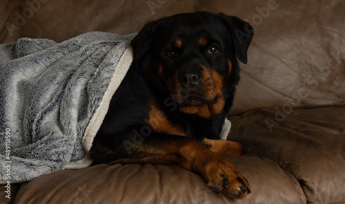 rottweiler wrapped a blanket being warm portrait