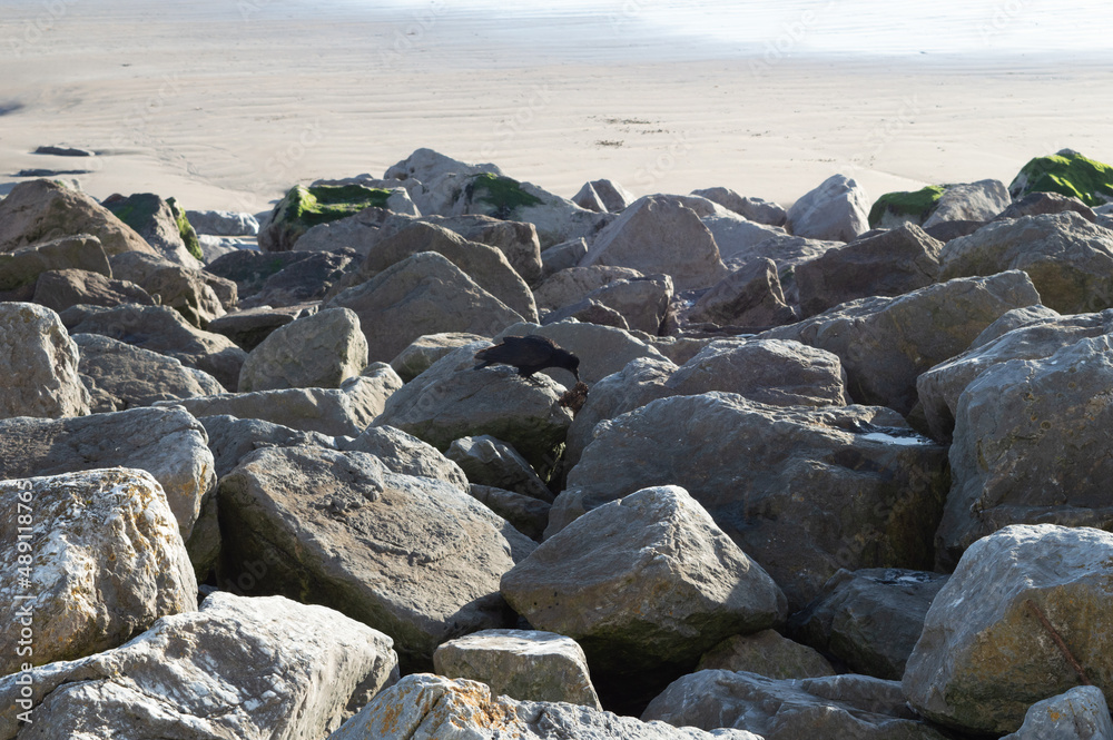 Bird,Stones,Front Strand Beach,Youghal,Co.Cork.Ireland Bird,Stones,Front Strand Beach,Youghal,Co.Cork.Ireland