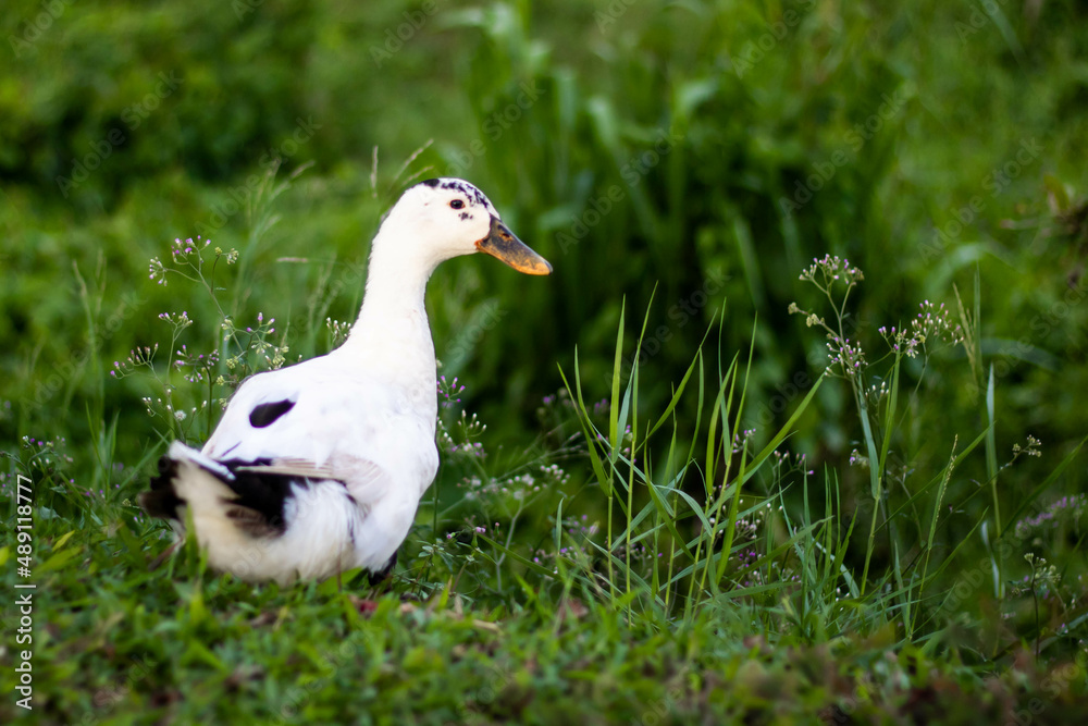 Bird 03 Bird 03